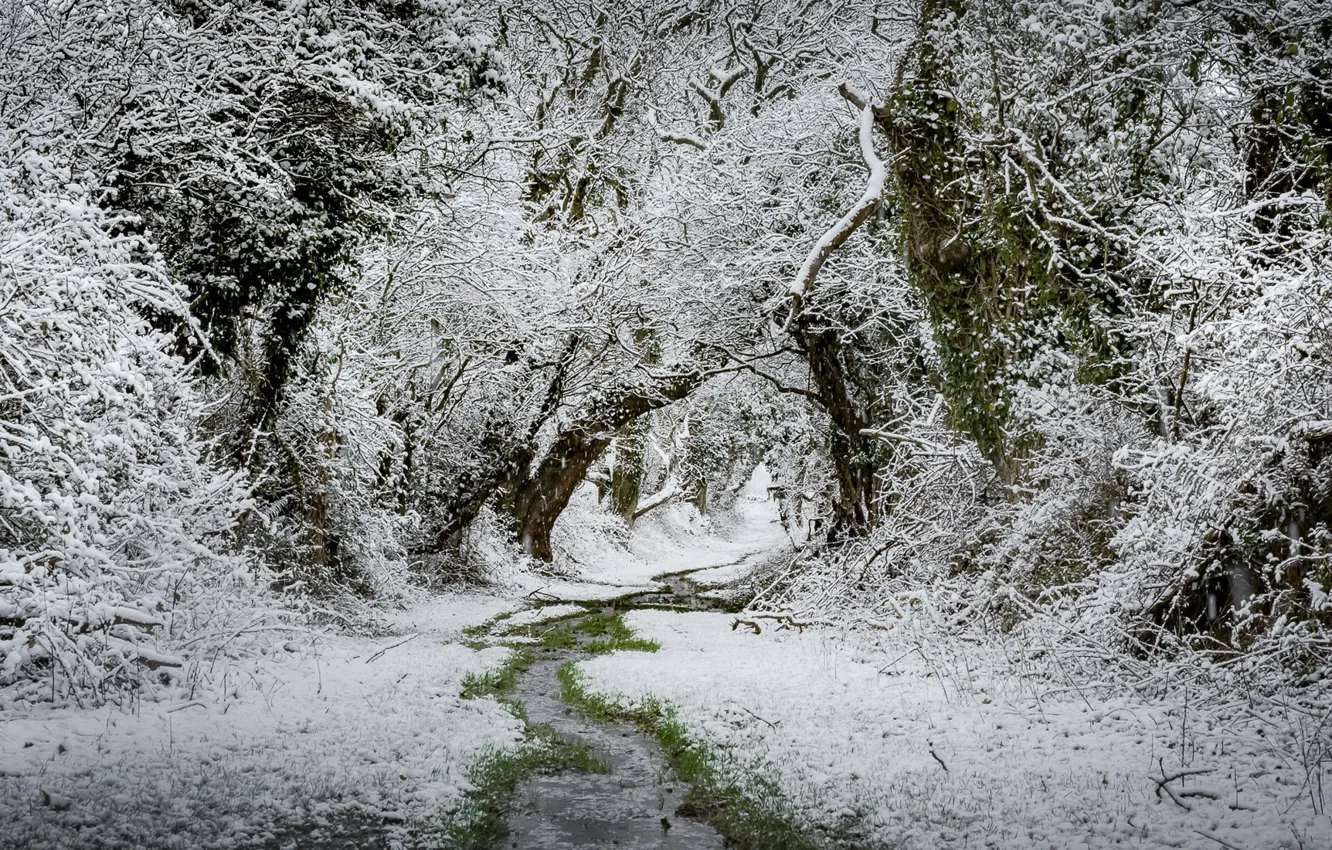 Photo wallpaper forest, snow, nature