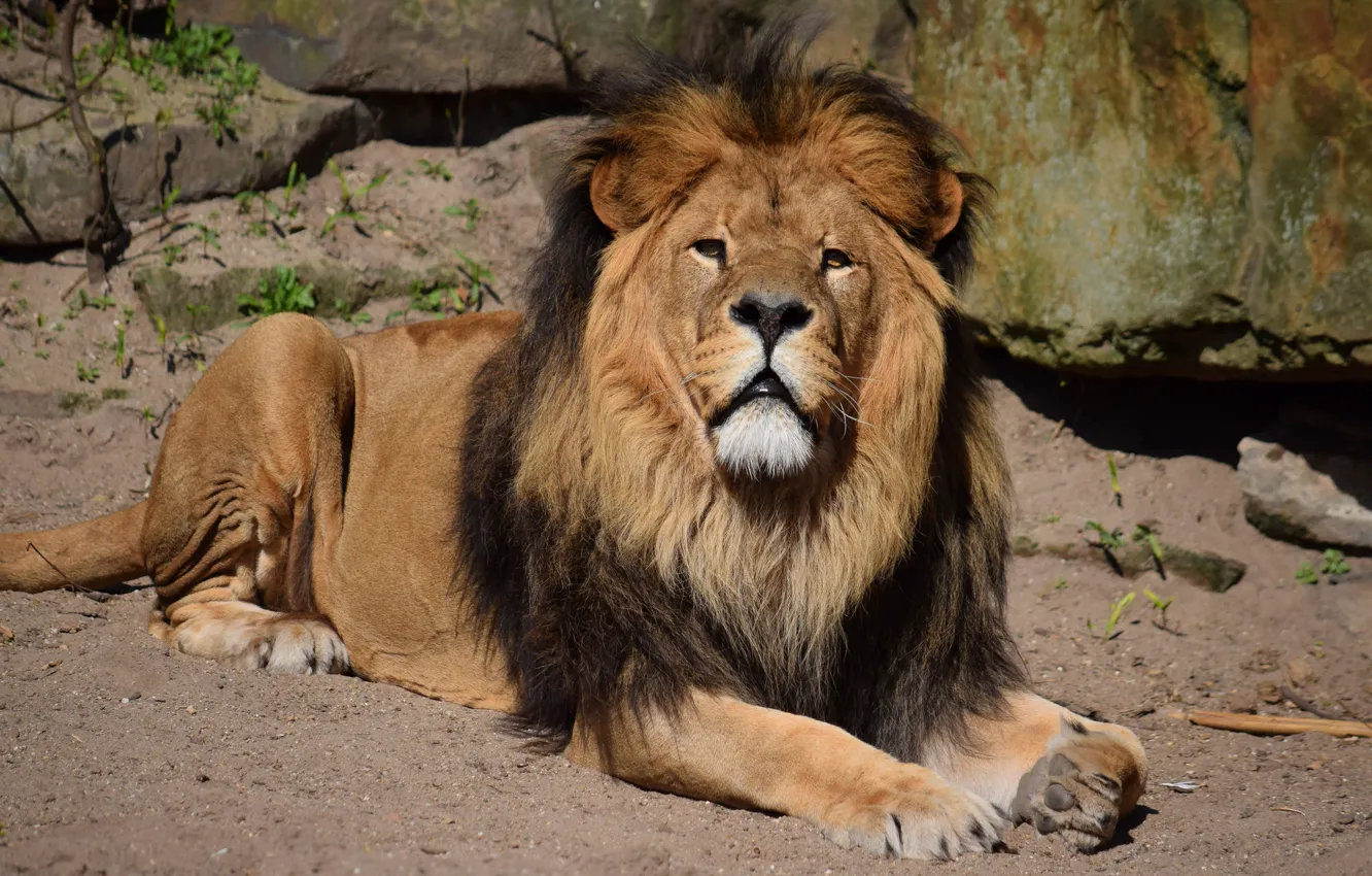 Photo wallpaper cat, animal, stay, Leo