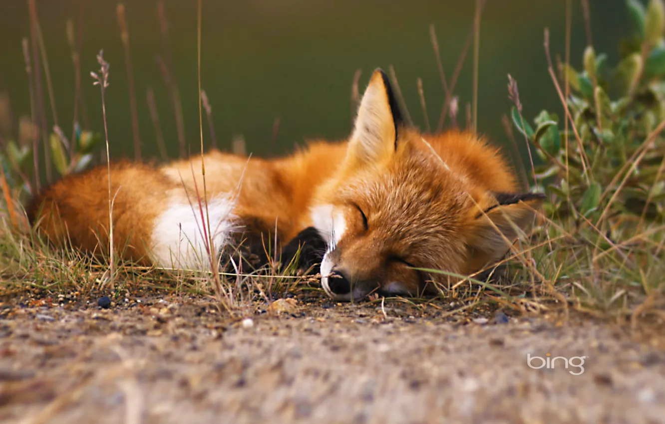 Photo wallpaper forest, grass, sleep, Fox