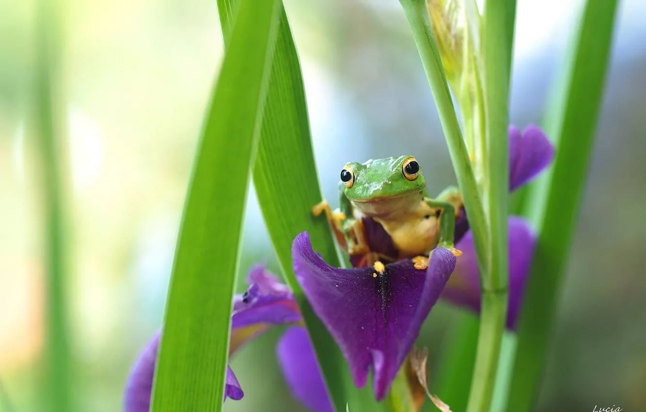 Photo wallpaper green, frog, iris