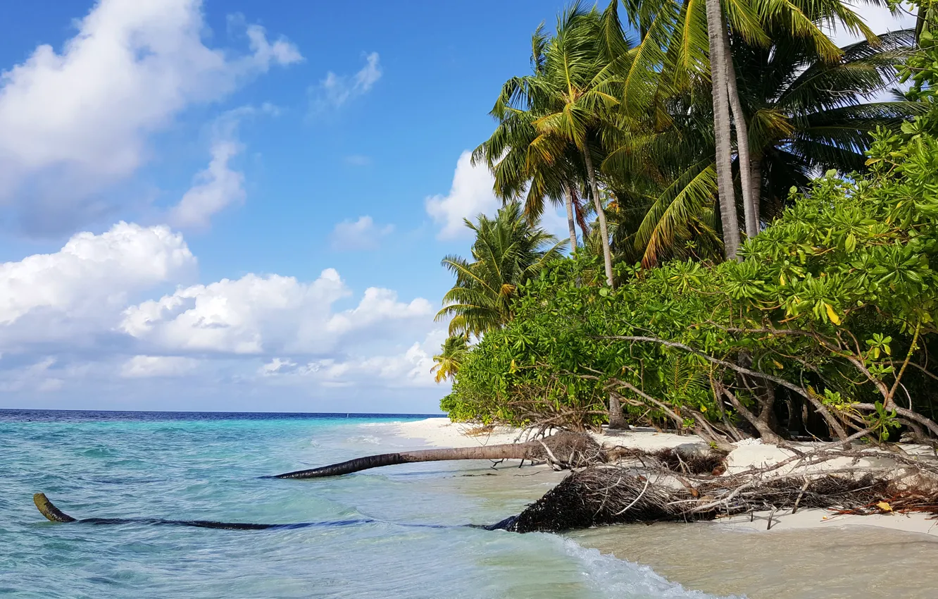 Photo wallpaper beach, tropics, palm trees, the ocean, island, exotic, white sand, Мaldives