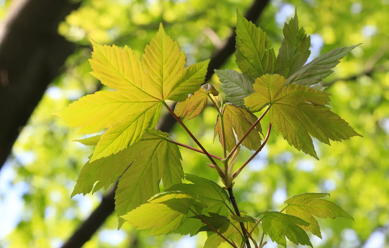 Photo wallpaper nature, spring, leaf, twig