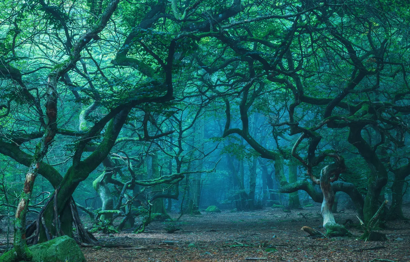 Photo wallpaper forest, trees, branches, nature