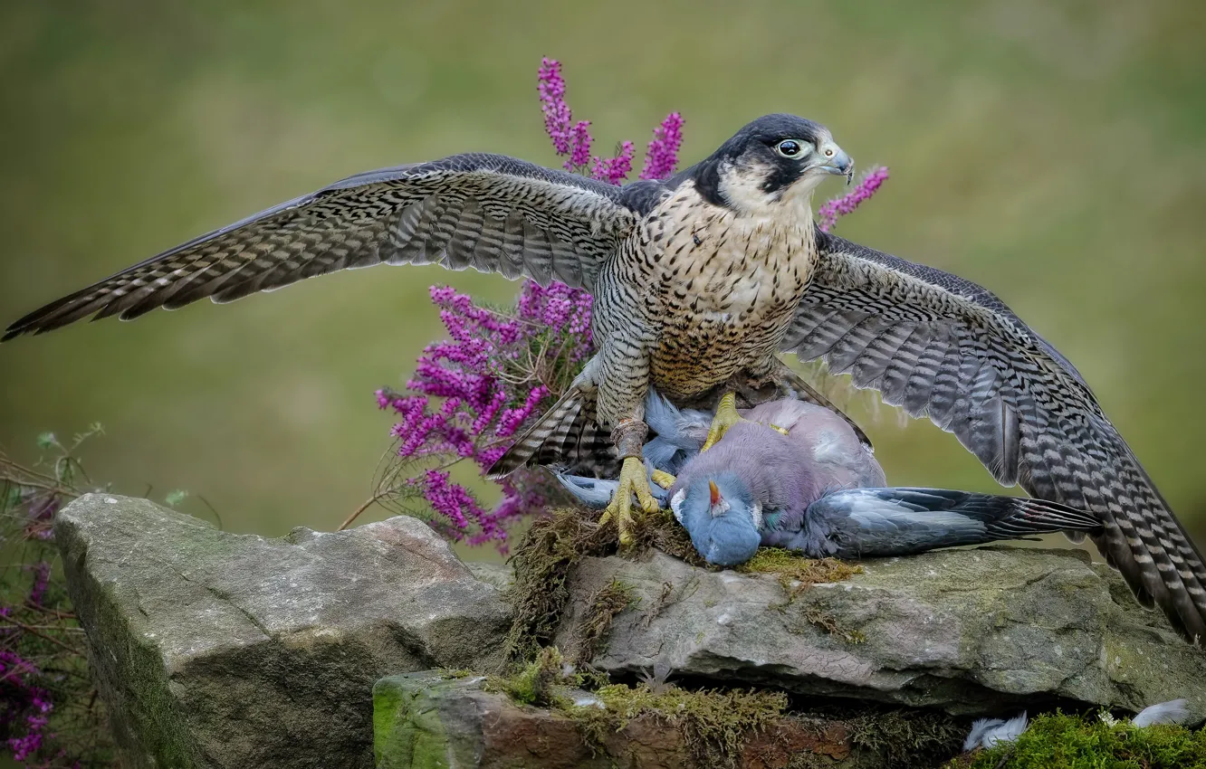 Photo wallpaper look, flowers, pose, stones, background, bird, dove, moss