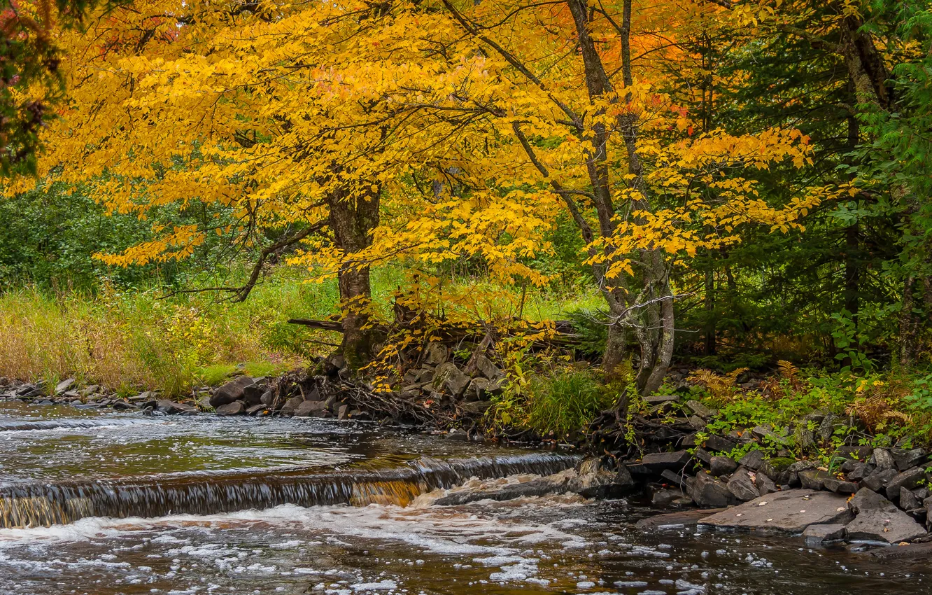 Photo wallpaper autumn, trees, river, stream