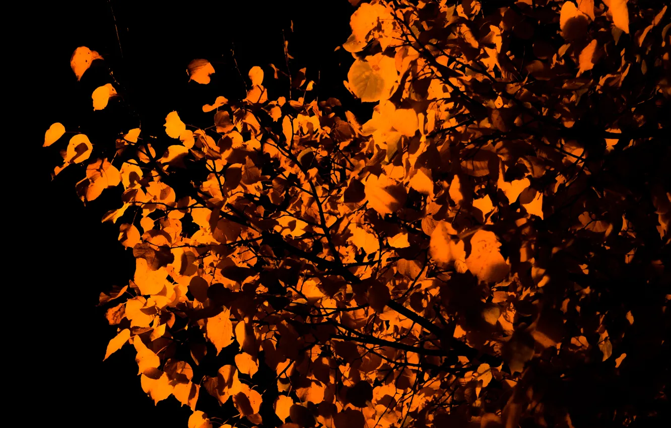 Photo wallpaper light, night, autumn, leaves, tree, orange, linden, streetlight