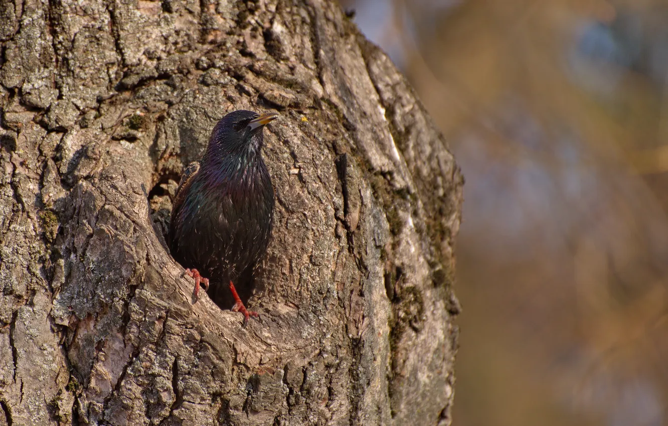 Photo wallpaper nature, bird, spring, Starling
