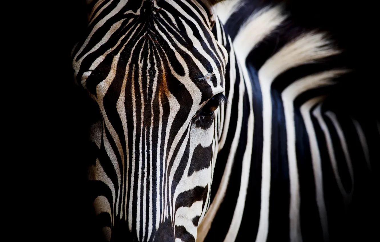 Photo wallpaper white, black, eye, zebra