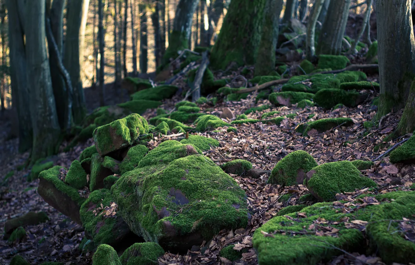 Photo wallpaper forest, stones, moss