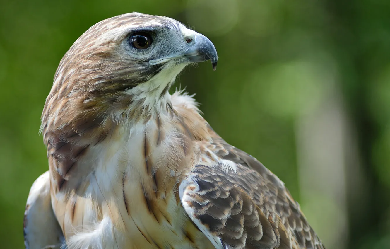 Photo wallpaper bird, hawk, by Nushaa