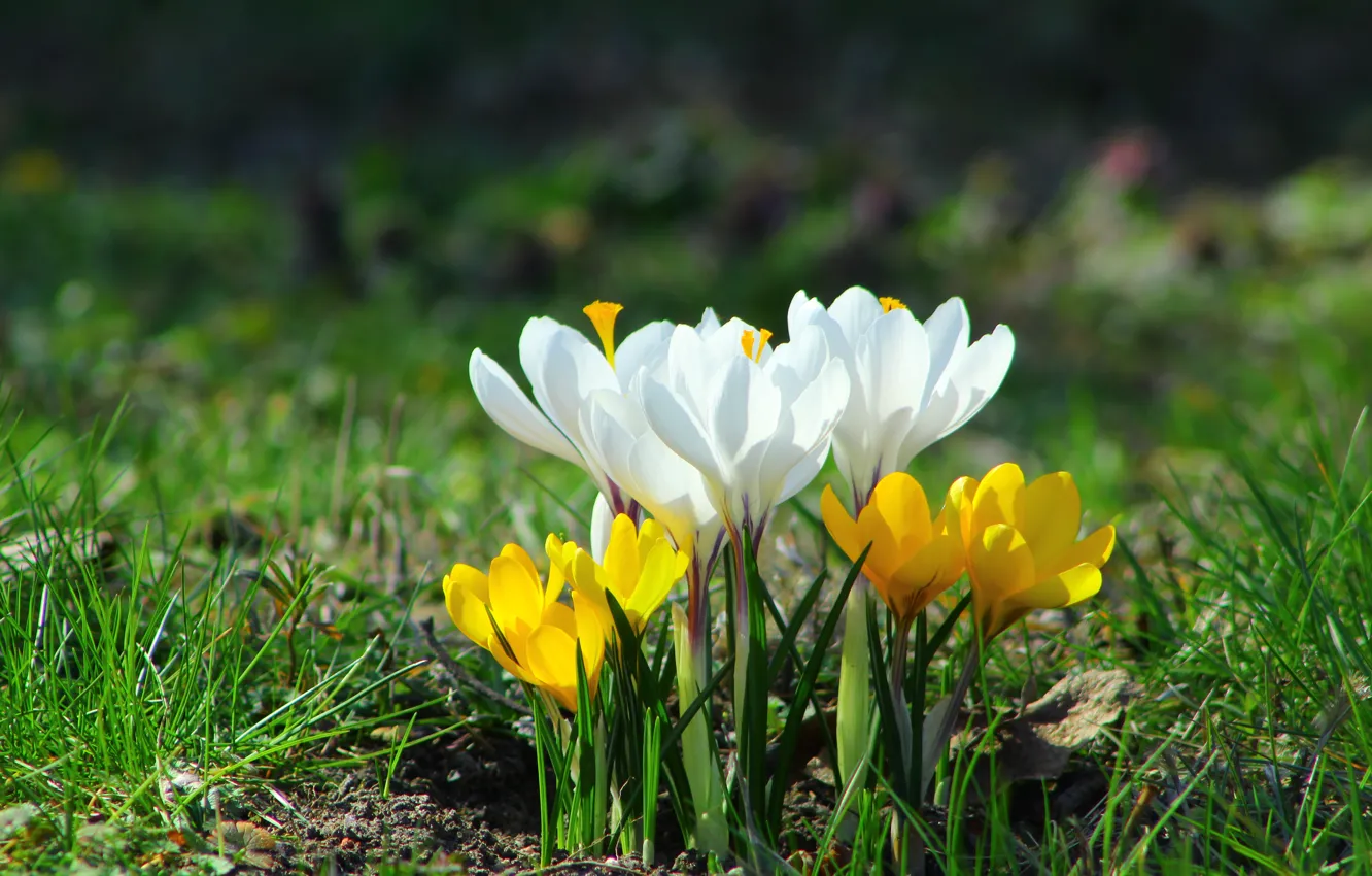 Photo wallpaper flower, spring, Crocus