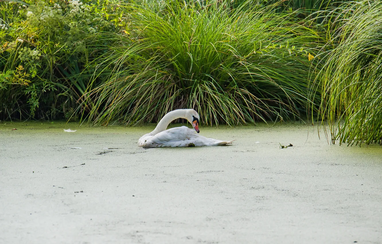 Photo wallpaper bird, swamp, swans, photohunt