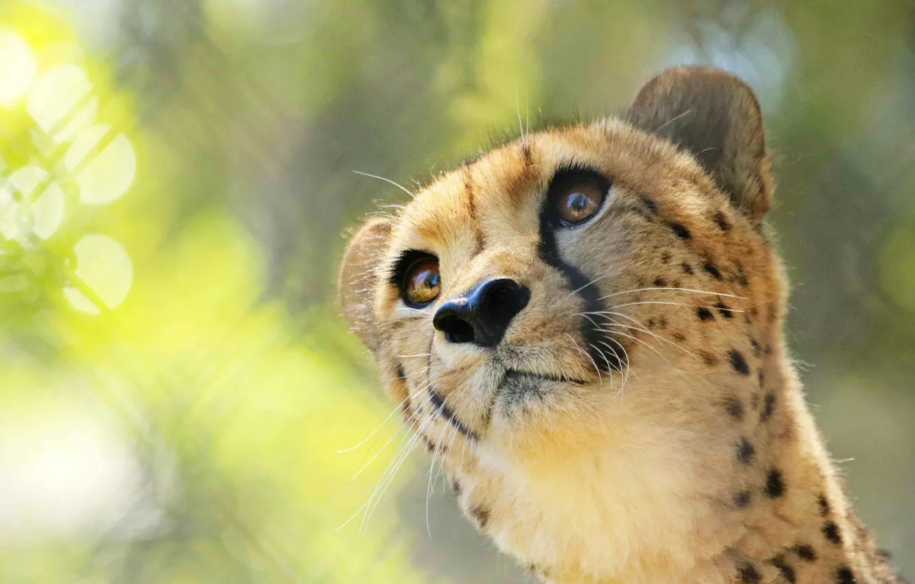 Photo wallpaper eyes, look, face, background, sweetheart, Cheetah, cub, bokeh