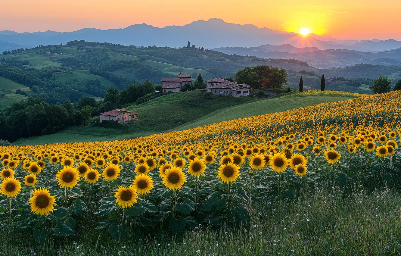 Photo wallpaper field, summer, the sun, rays, light, trees, sunflowers, flowers