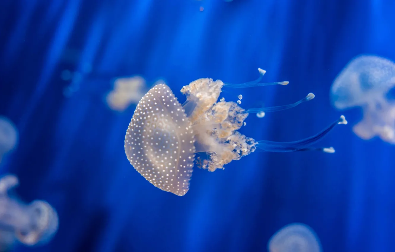 Photo wallpaper underwater, ocean, jellyfish