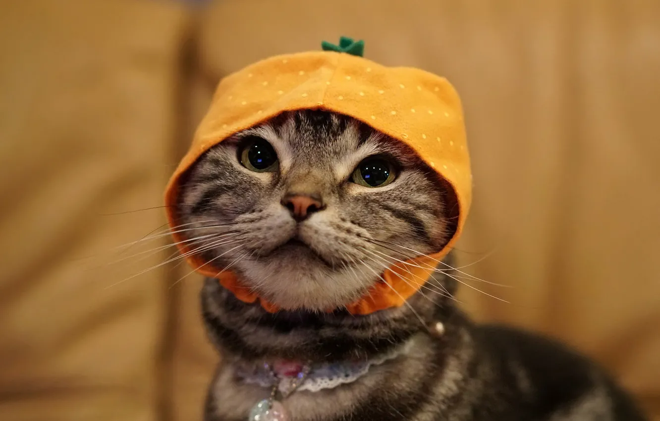 Photo wallpaper cat, cat, face, background, portrait, cap, cap, headdress