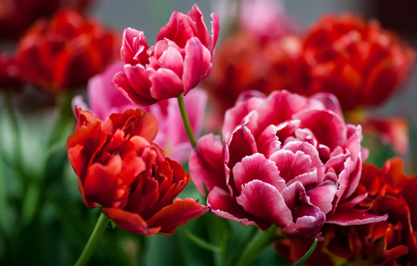 Photo wallpaper red, tulips, buds