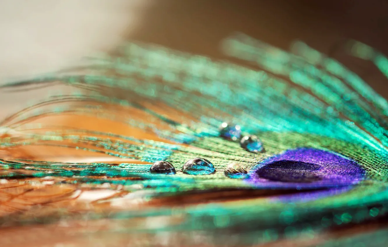 Photo wallpaper water, drops, macro, Rosa, widescreen, Wallpaper, feathers, wallpaper