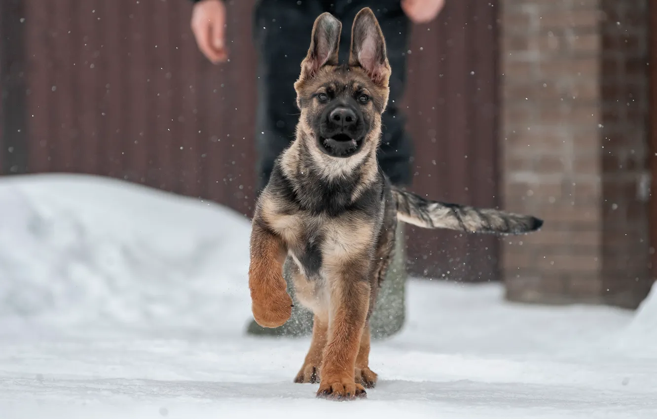 Photo wallpaper winter, snow, puppy, German shepherd, shepherd, german shepherd puppy