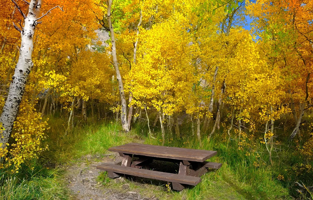 Photo wallpaper autumn, forest, trail, bench