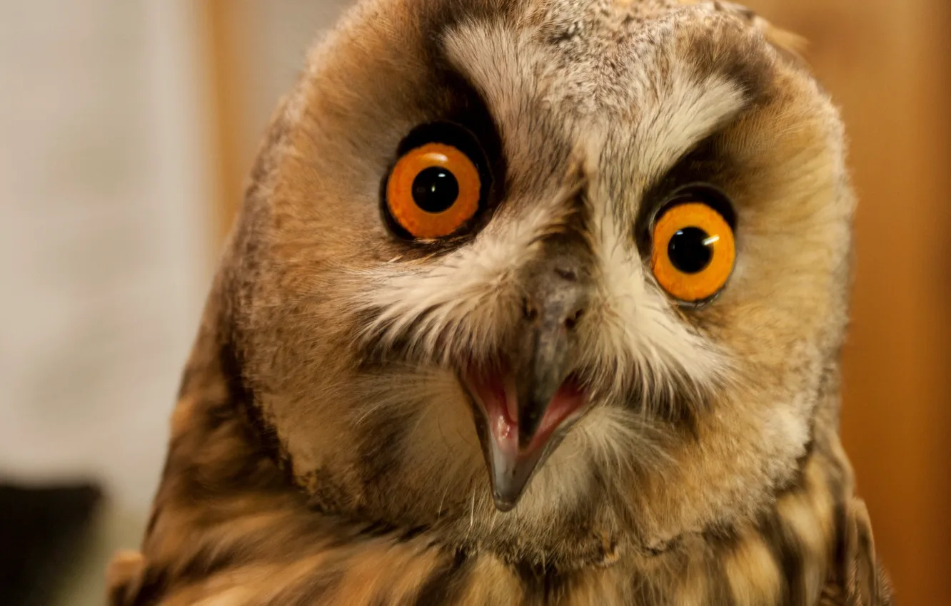 Photo wallpaper animals, brown, owl