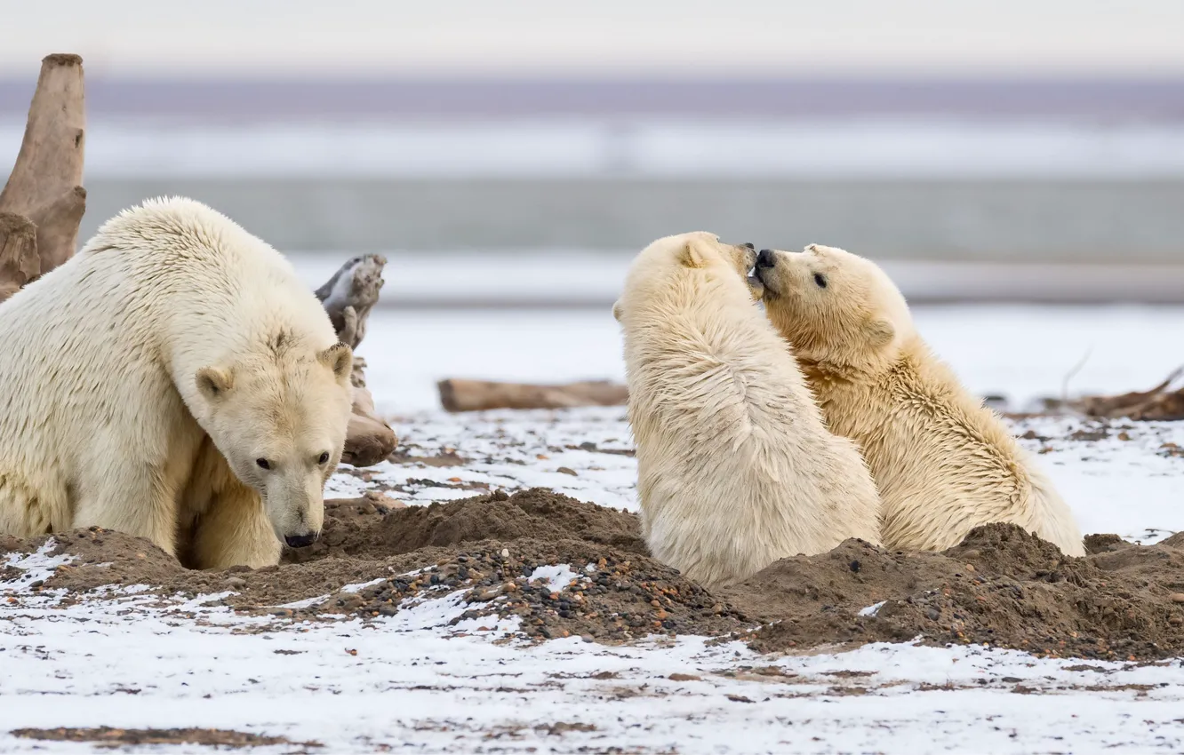 Photo wallpaper predators, family, three, cubs, polar bears
