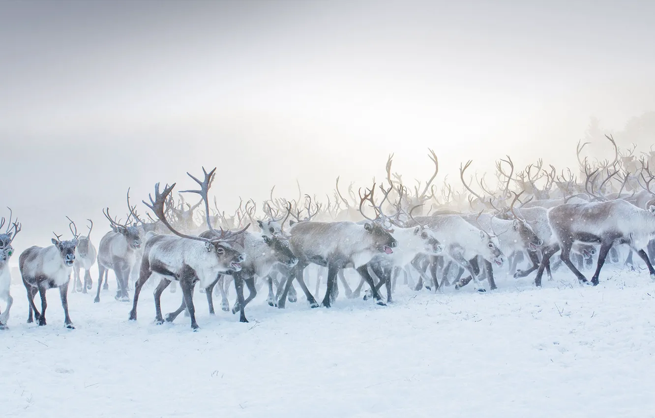 Photo wallpaper horns, the herd, reindeer