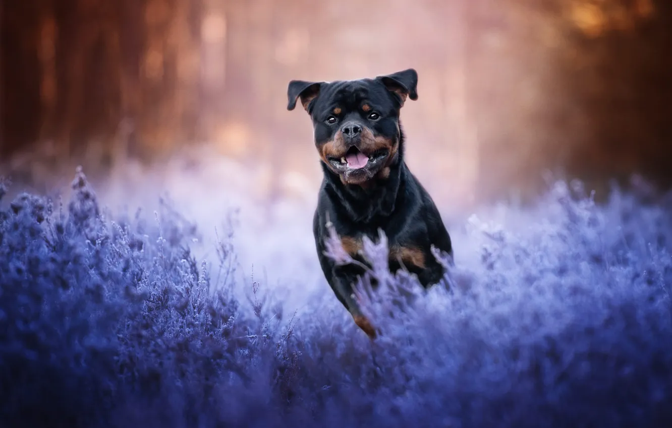 Photo wallpaper language, grass, look, nature, pose, sprig, jump, glade