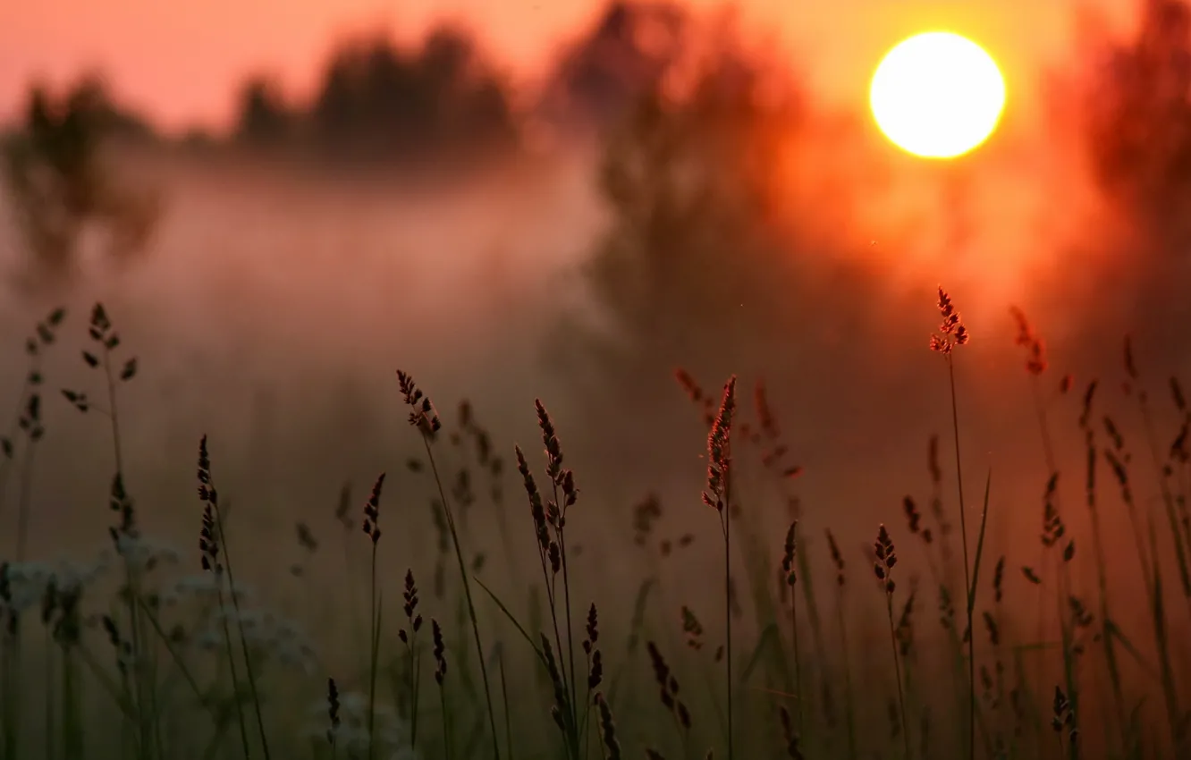 Photo wallpaper grass, the sun, sunset, the evening