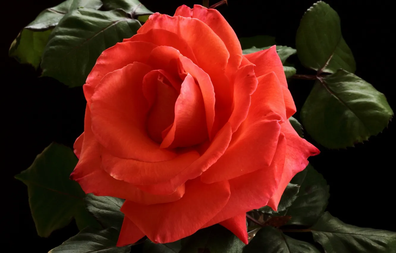 Photo wallpaper flowers, red, roses