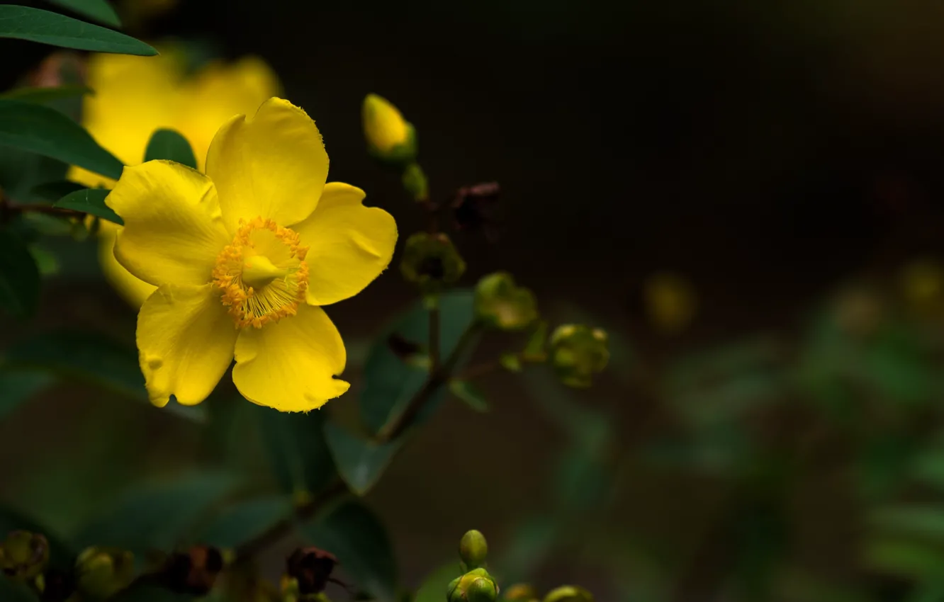 Photo wallpaper flower, yellow, bokeh