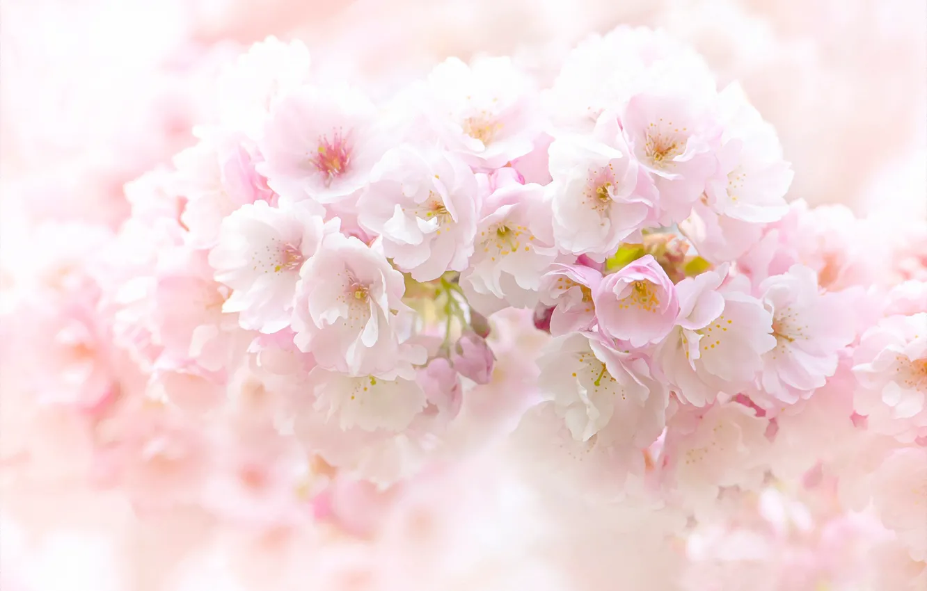 Photo wallpaper flowers, spring, Sakura