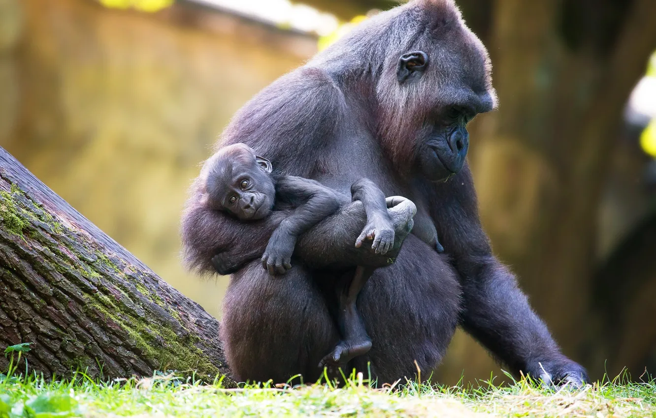 Photo wallpaper animal, monkey, gorilla, cub, the primacy of, Anja Ellinger