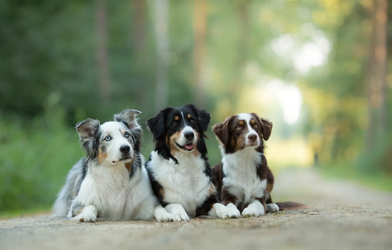 Photo wallpaper dogs, trio, Australian shepherd, Trinity, Aussie