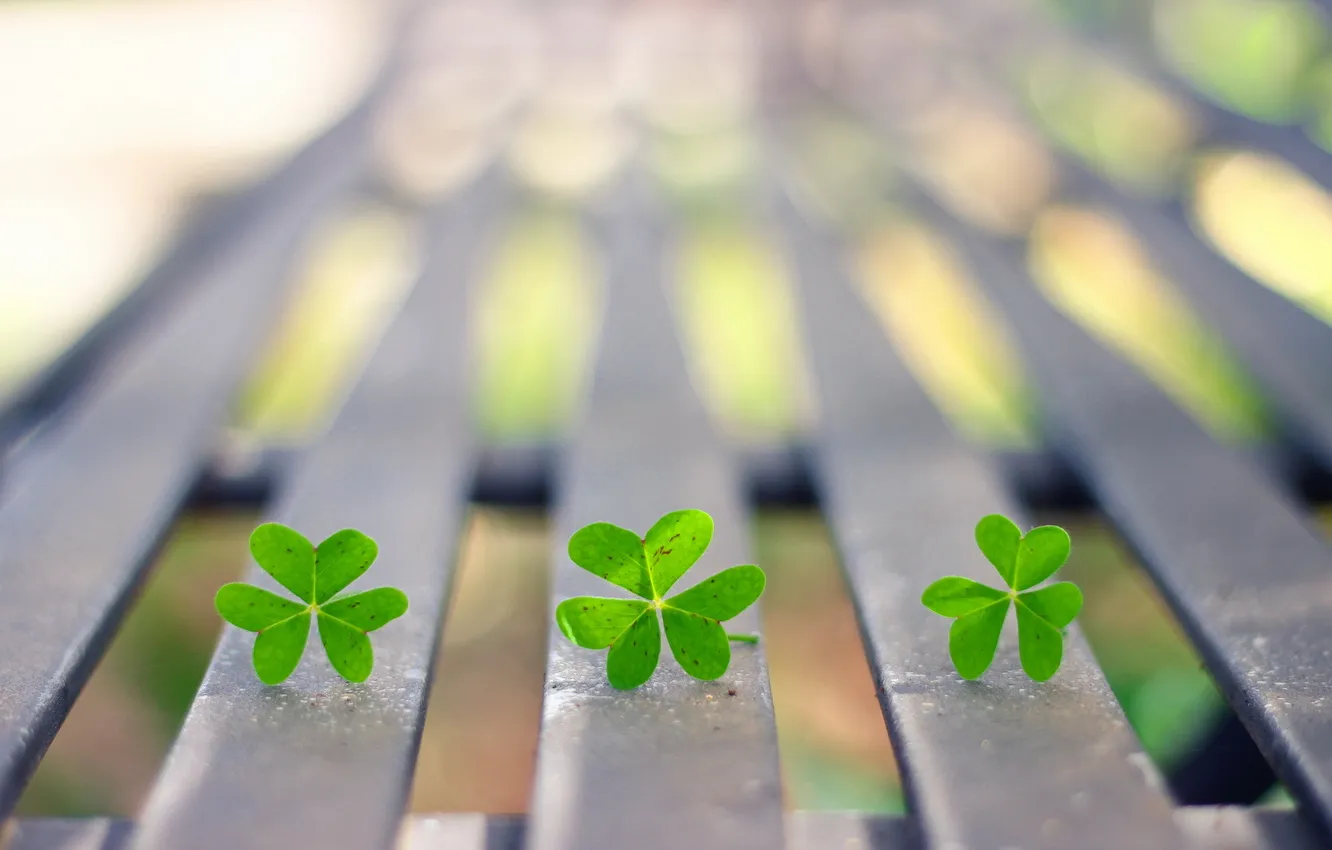 Photo wallpaper green, three, Clover