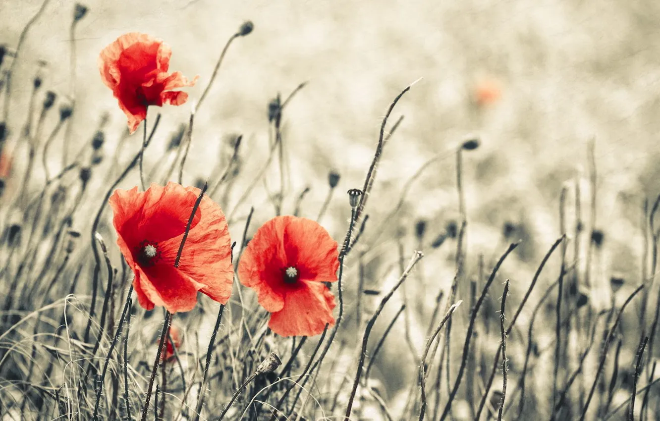 Photo wallpaper flowers, background, Maki