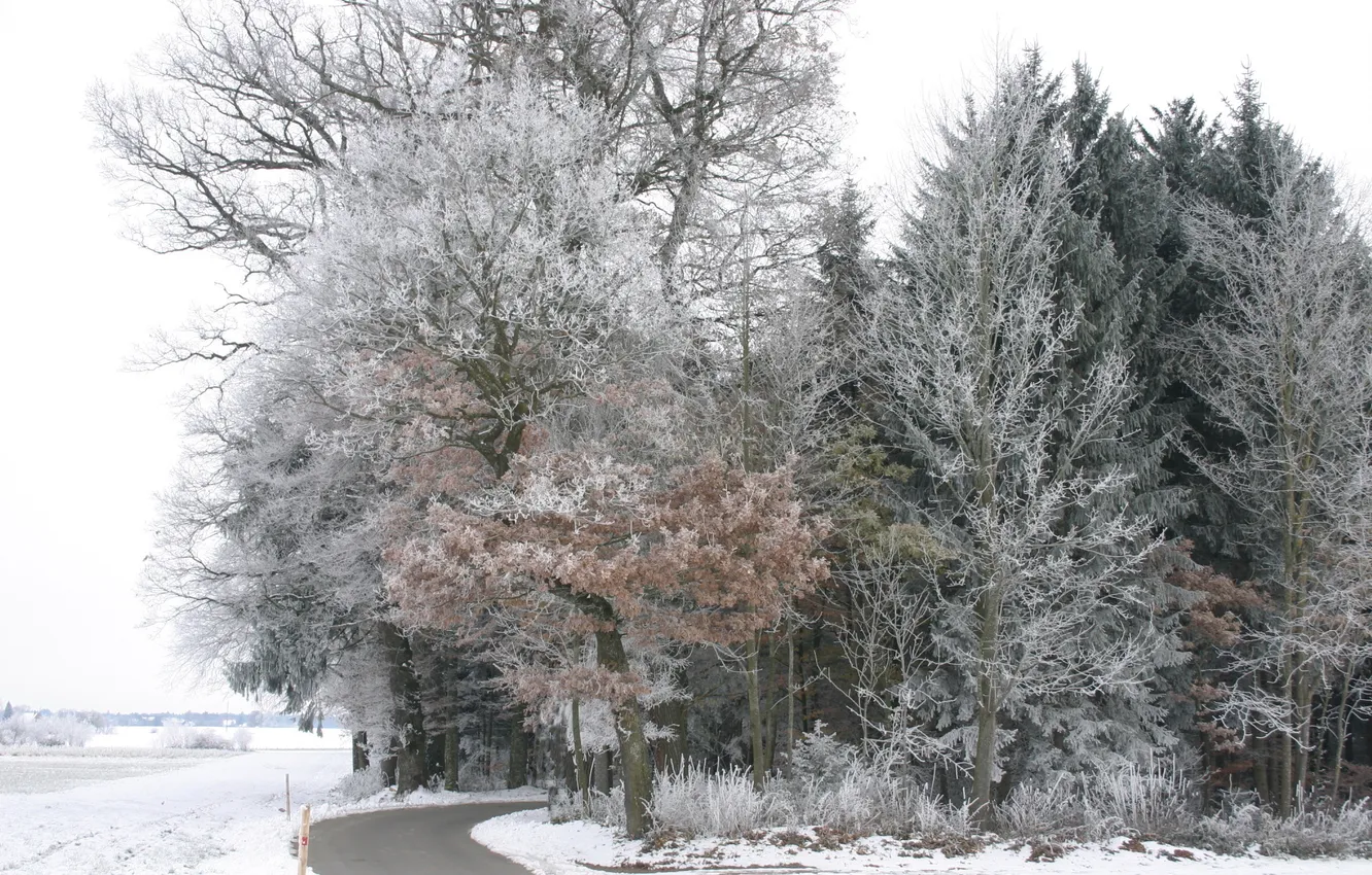 Photo wallpaper winter, frost, road, forest, snow, trees