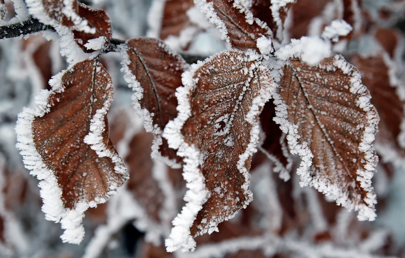 Photo wallpaper cold, frost, leaves, nature, Dry