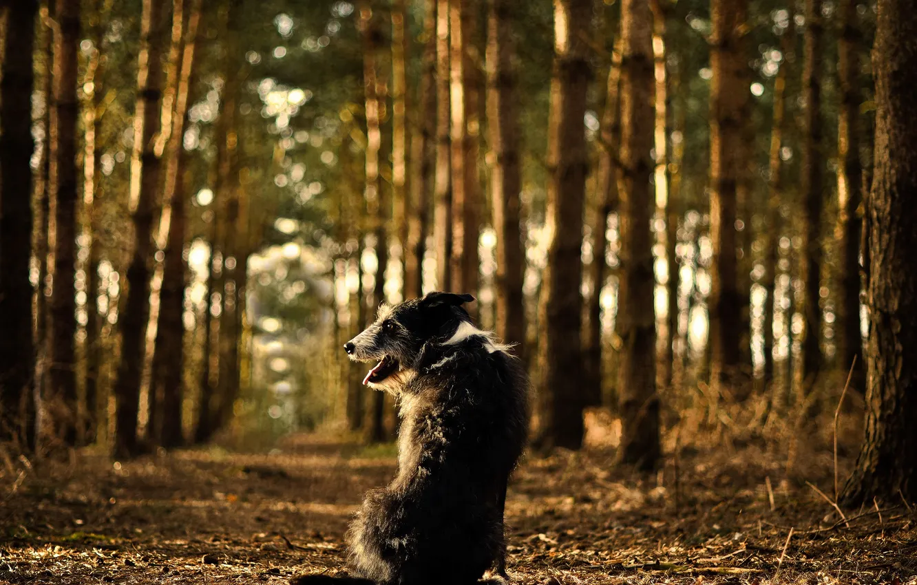 Photo wallpaper look, each, dog