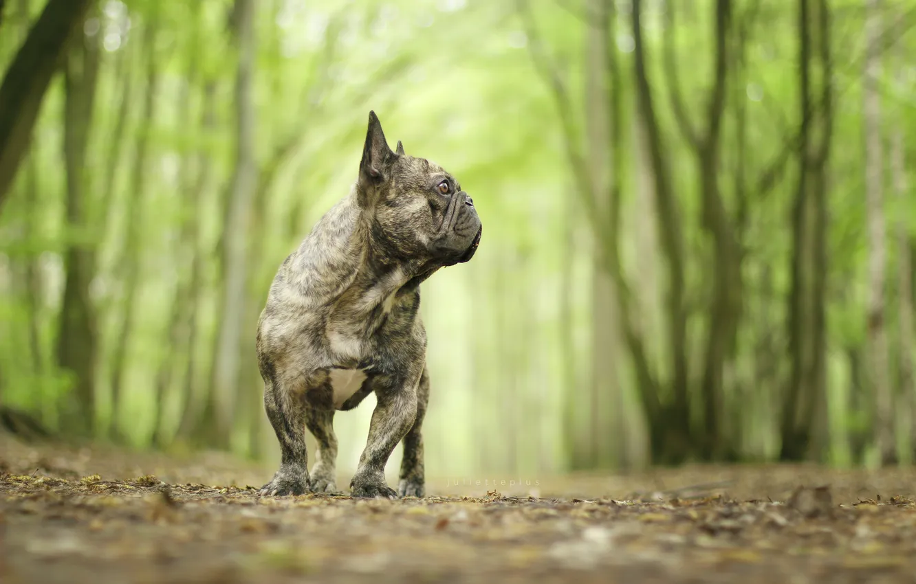 Photo wallpaper look, each, dog