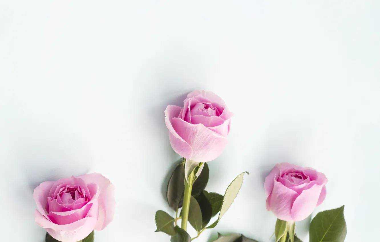 Photo wallpaper roses, white background, buds