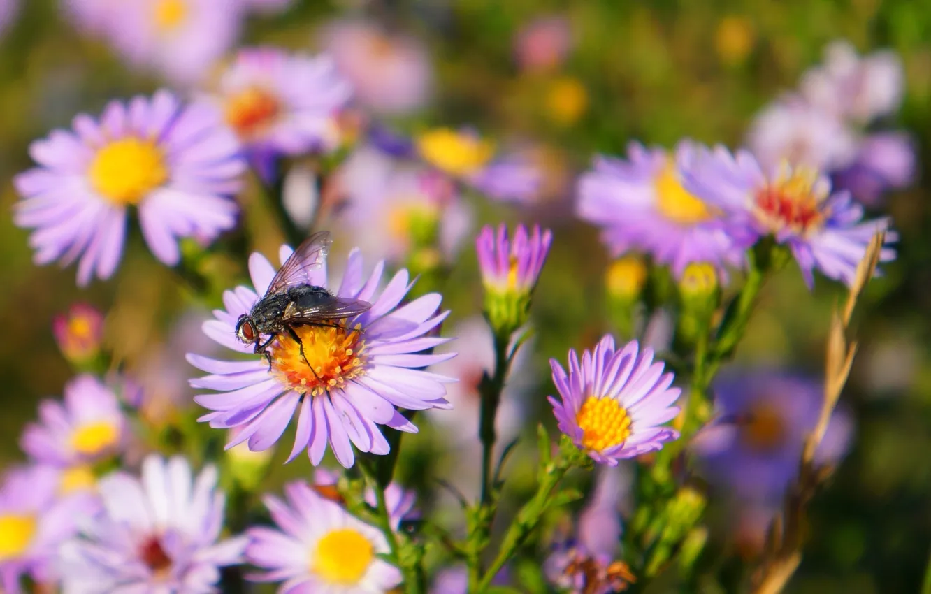 Photo wallpaper flower, autumn, blooming, aster
