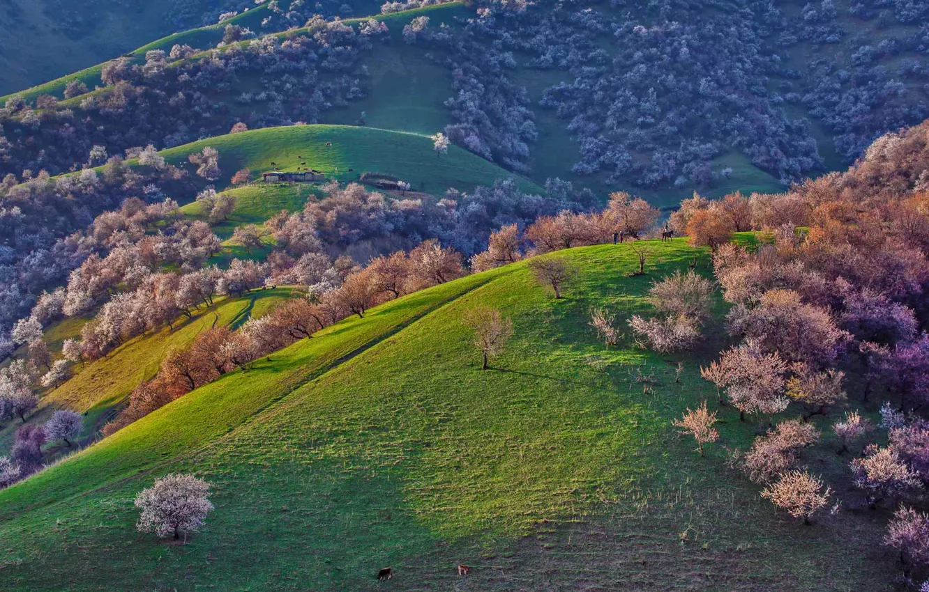 Photo wallpaper trees, mountains, hills, spring, China, flowering