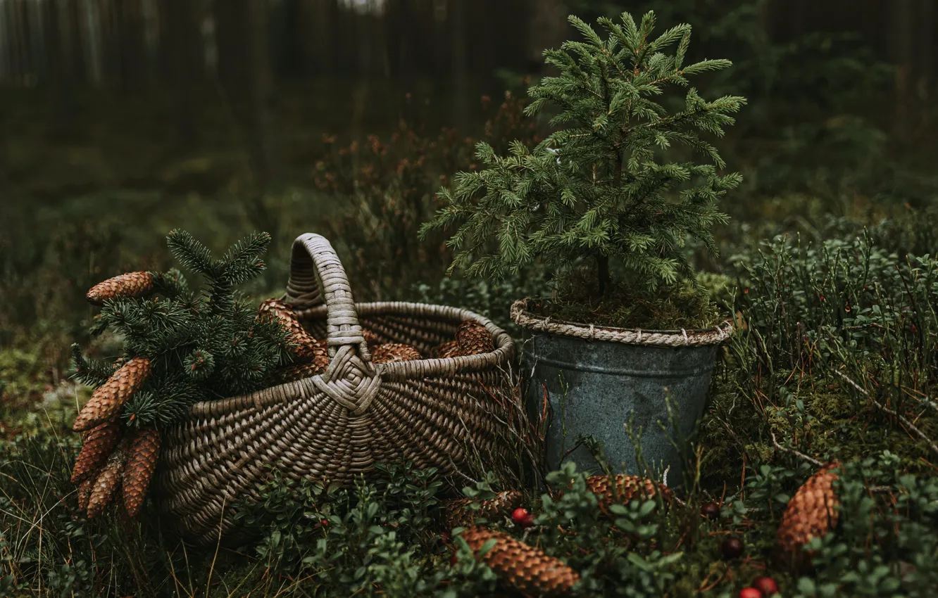 Photo wallpaper Wallpaper, basket, bucket, wallpaper, picture, bumps, coniferous, basket