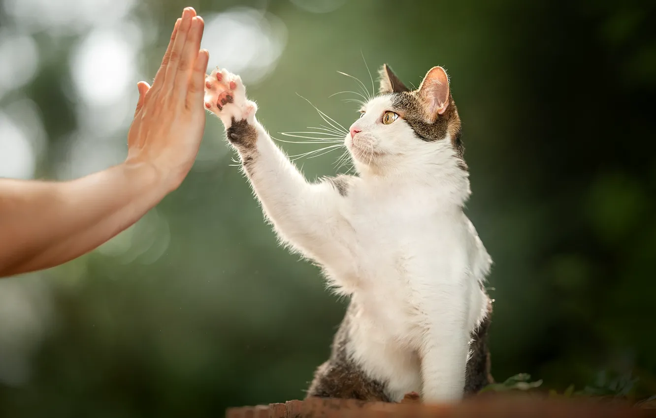 Photo wallpaper cat, cat, hand, foot, greeting, cat, Give me five!