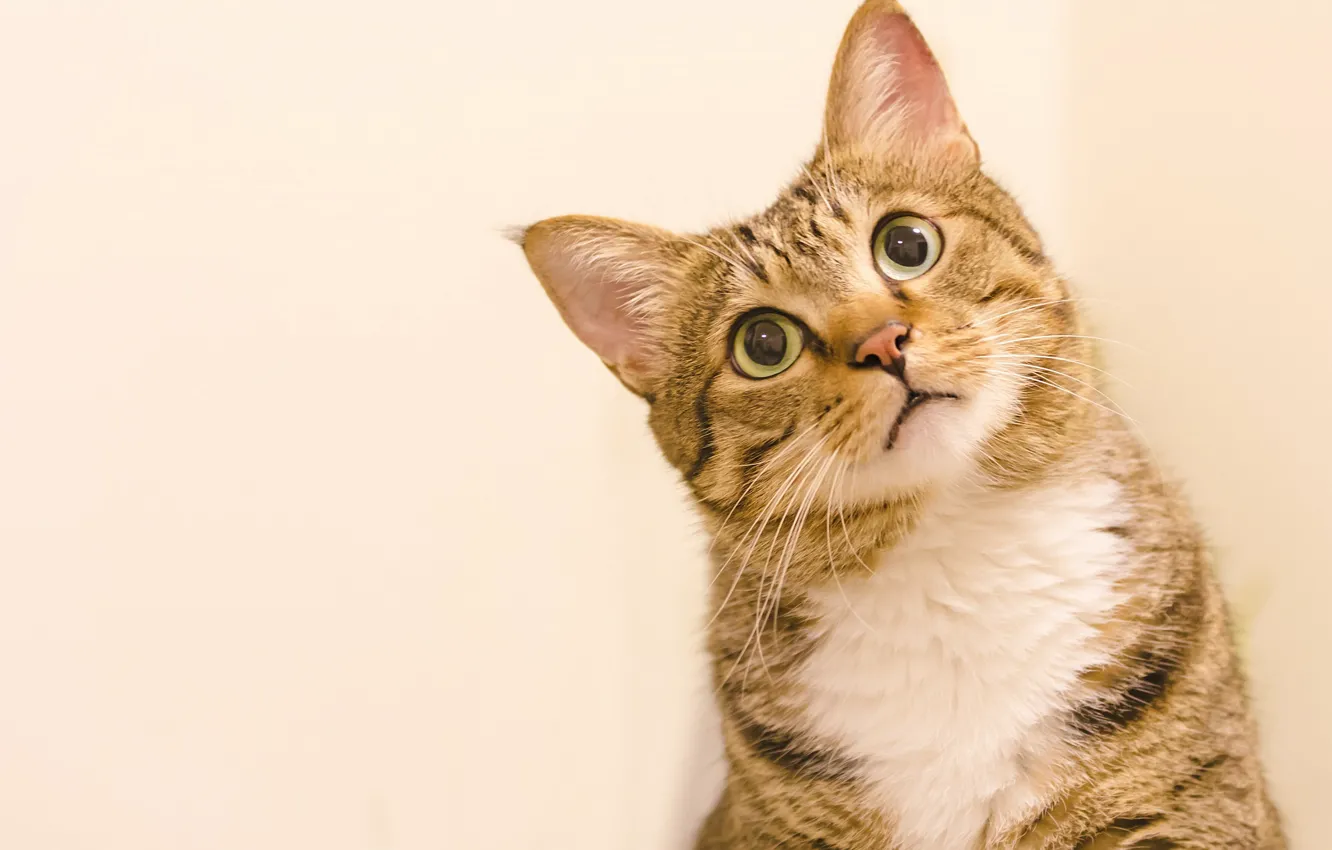 Photo wallpaper cat, cat, look, face, pose, portrait, light background, striped