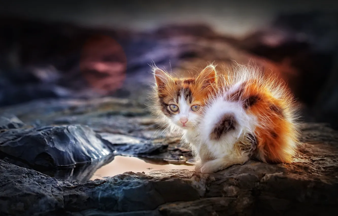 Photo wallpaper look, puddle, baby, kitty, ruffled