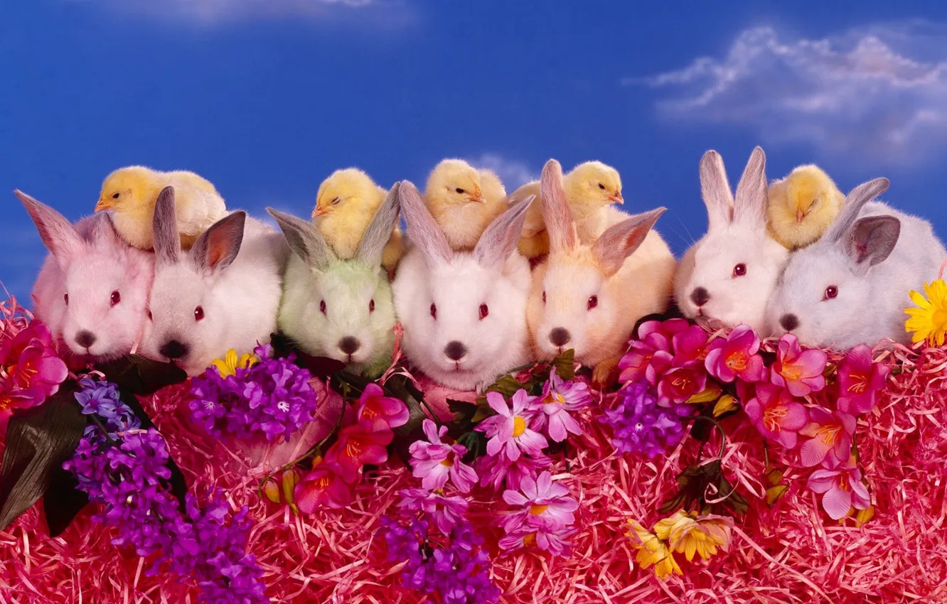Photo wallpaper flowers, chickens, Rabbits