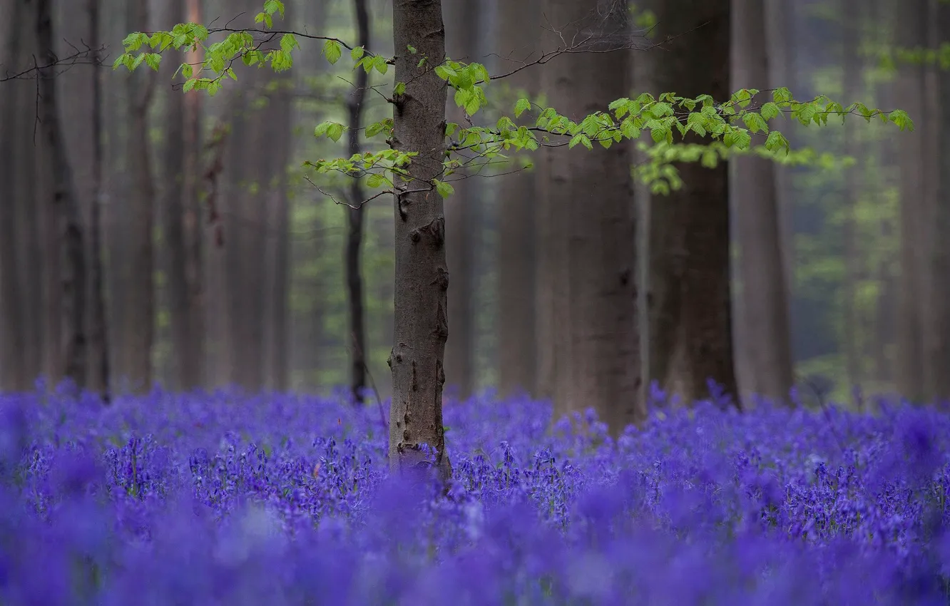Photo wallpaper forest, trees, flowers, spring, lilac