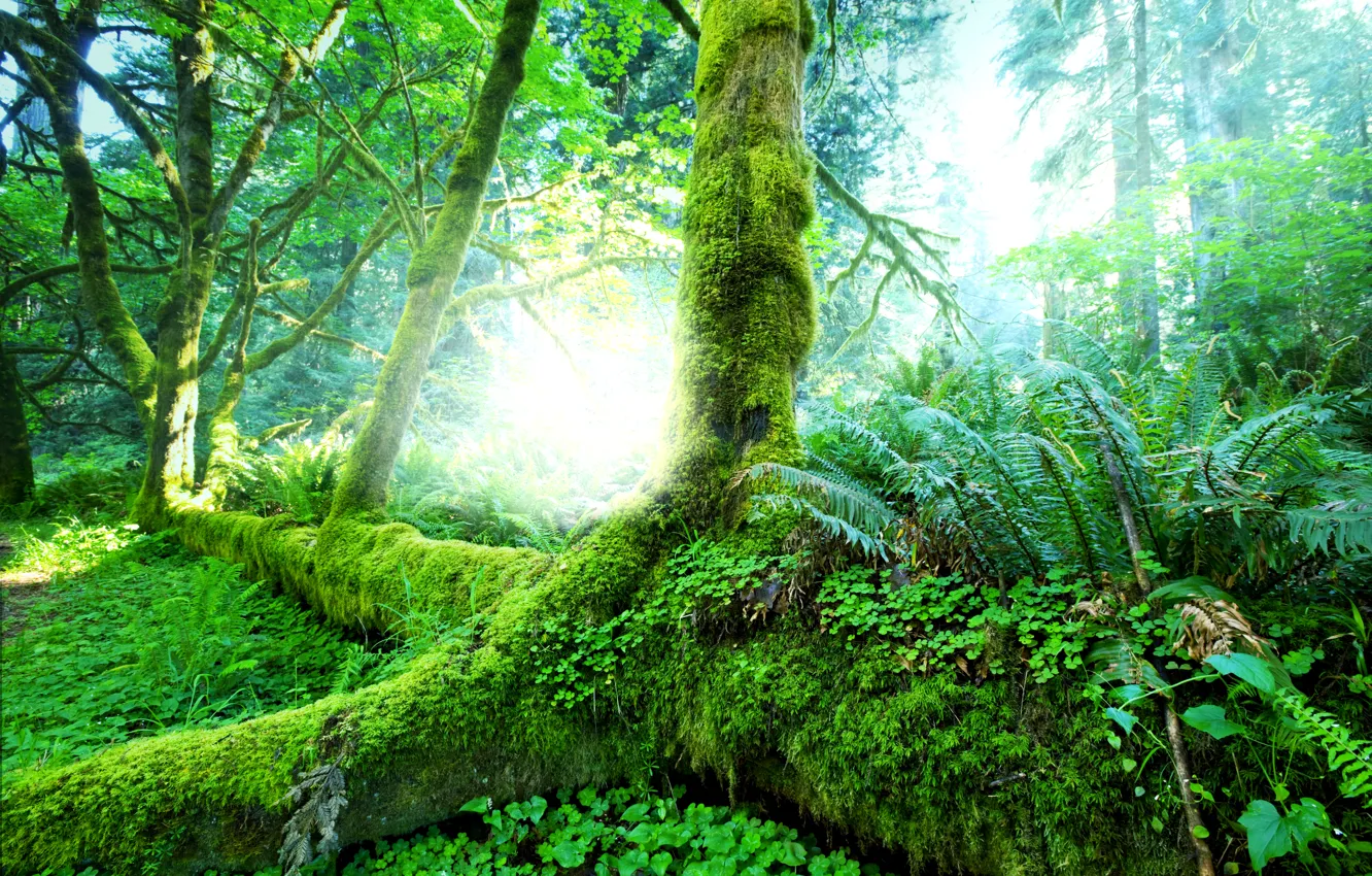 Photo wallpaper greens, forest, grass, the sun, trees, tropics, moss, jungle